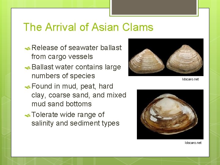 The Arrival of Asian Clams Release of seawater ballast from cargo vessels Ballast water