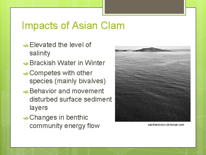 Impacts of Asian Clam Elevated the level of salinity Brackish Water in Winter Competes