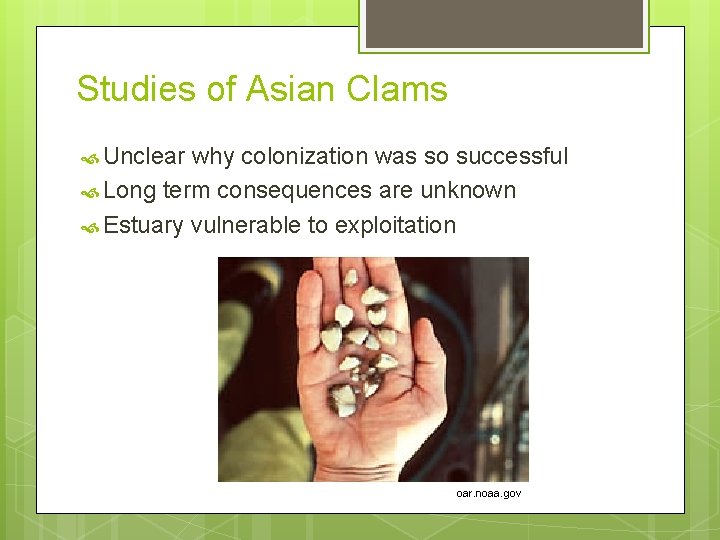 Studies of Asian Clams Unclear why colonization was so successful Long term consequences are