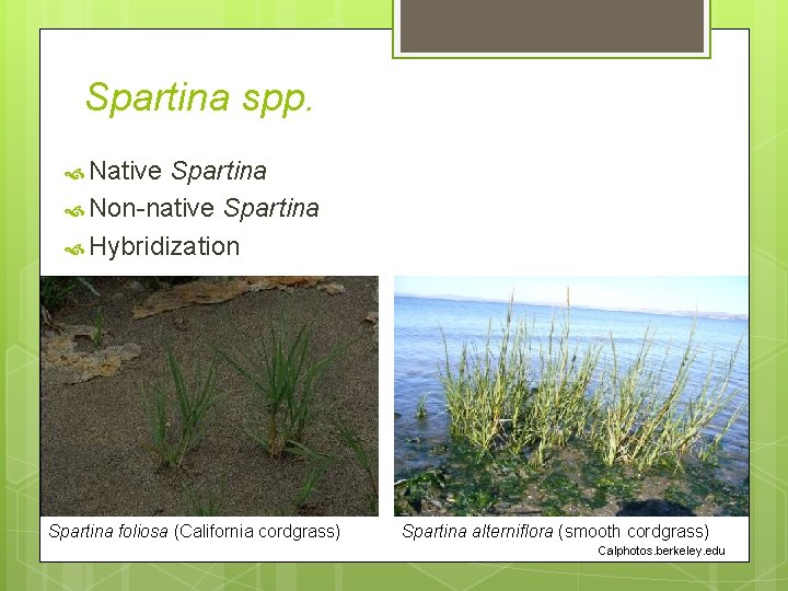 Spartina spp. Native Spartina Non-native Spartina Hybridization Spartina foliosa (California cordgrass) Spartina alterniflora (smooth