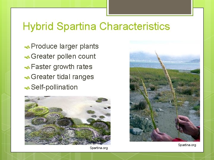 Hybrid Spartina Characteristics Produce larger plants Greater pollen count Faster growth rates Greater tidal