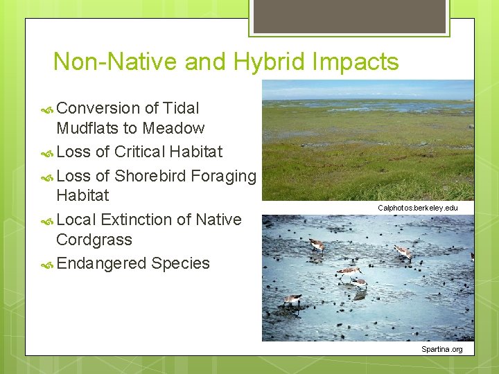 Non-Native and Hybrid Impacts Conversion of Tidal Mudflats to Meadow Loss of Critical Habitat