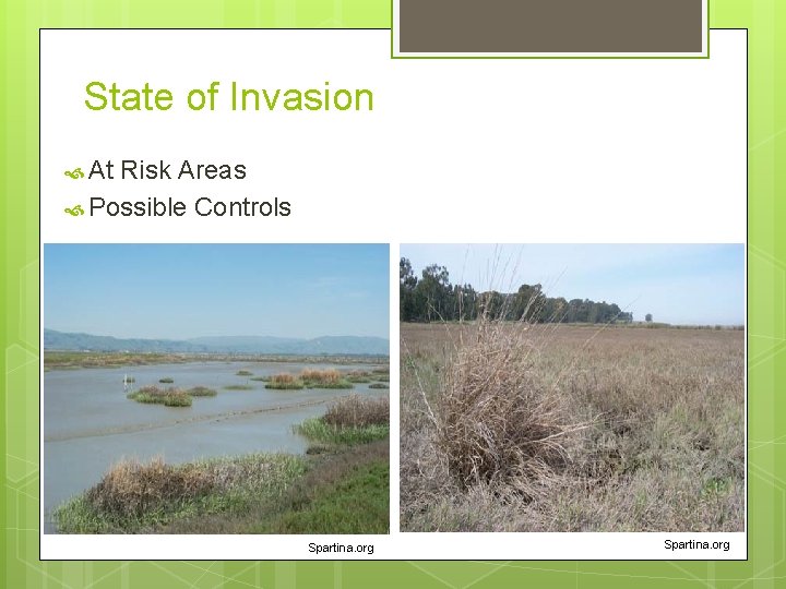 State of Invasion At Risk Areas Possible Controls Spartina. org 