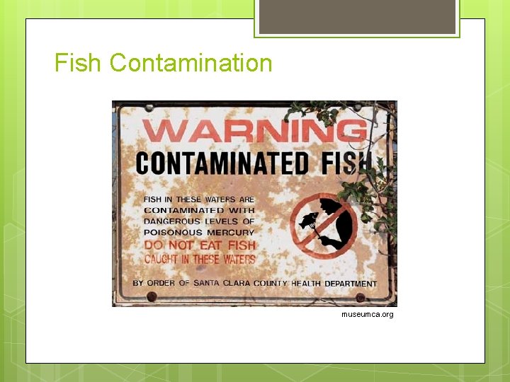 Fish Contamination museumca. org 