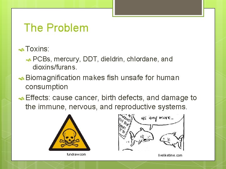 The Problem Toxins: PCBs, mercury, DDT, dieldrin, chlordane, and dioxins/furans. Biomagnification makes fish unsafe