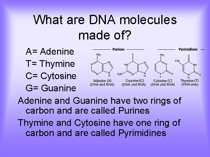 What are DNA molecules made of? A= Adenine T= Thymine C= Cytosine G= Guanine