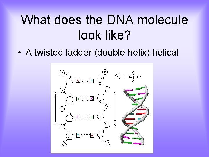 What does the DNA molecule look like? • A twisted ladder (double helix) helical
