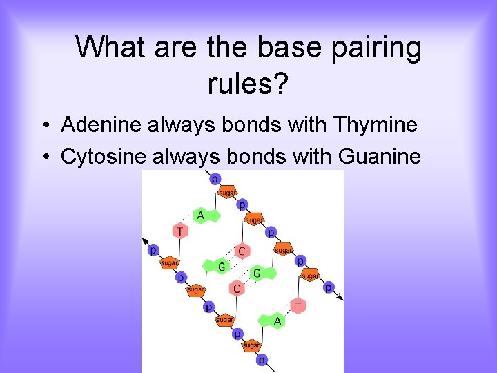 What are the base pairing rules? • Adenine always bonds with Thymine • Cytosine
