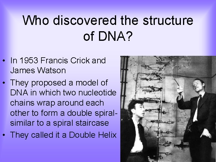 Who discovered the structure of DNA? • In 1953 Francis Crick and James Watson