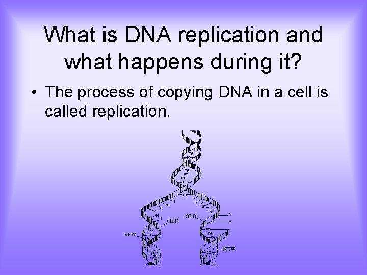 What is DNA replication and what happens during it? • The process of copying