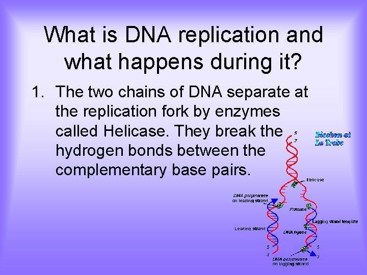 What is DNA replication and what happens during it? 1. The two chains of