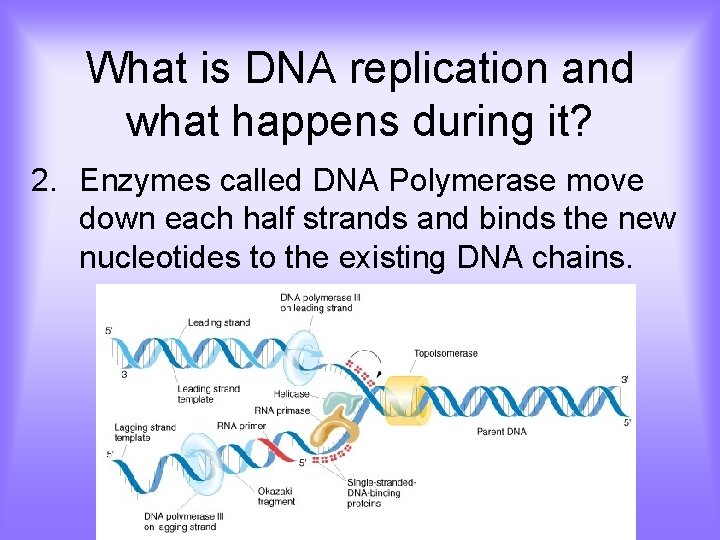 What is DNA replication and what happens during it? 2. Enzymes called DNA Polymerase