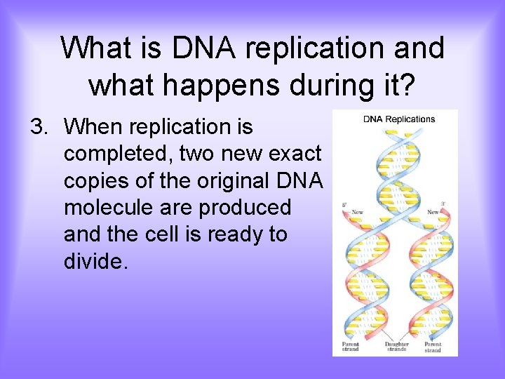 What is DNA replication and what happens during it? 3. When replication is completed,