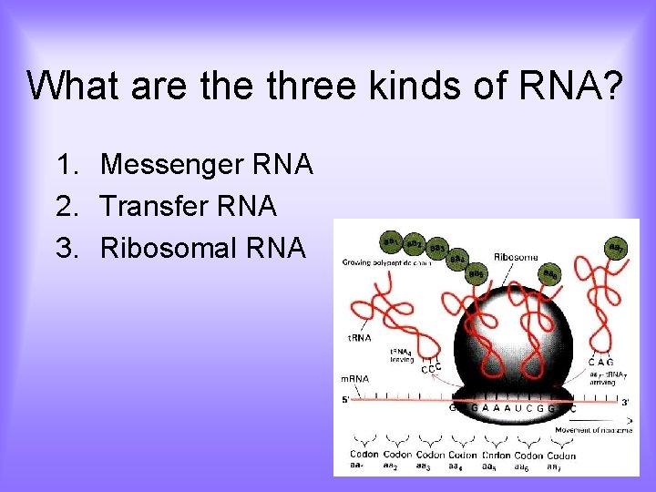 What are three kinds of RNA? 1. Messenger RNA 2. Transfer RNA 3. Ribosomal