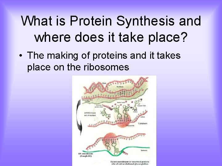 What is Protein Synthesis and where does it take place? • The making of