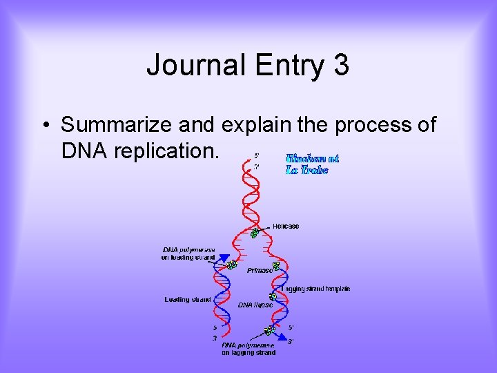 Journal Entry 3 • Summarize and explain the process of DNA replication. 