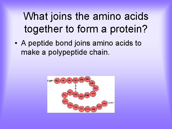 What joins the amino acids together to form a protein? • A peptide bond