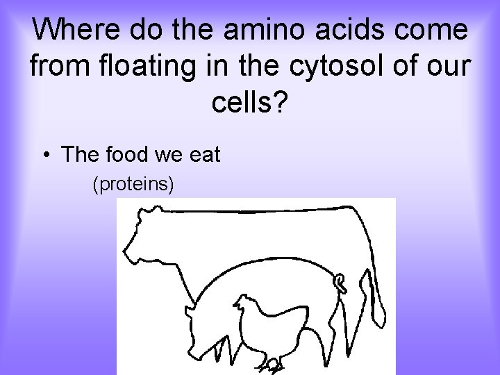 Where do the amino acids come from floating in the cytosol of our cells?