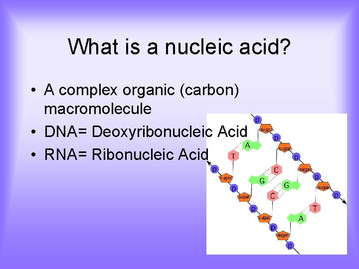 What is a nucleic acid? • A complex organic (carbon) macromolecule • DNA= Deoxyribonucleic