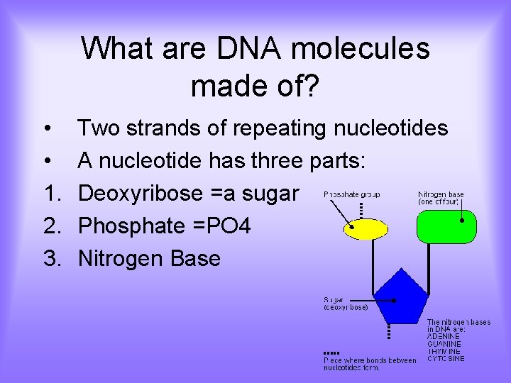 What are DNA molecules made of? • • 1. 2. 3. Two strands of