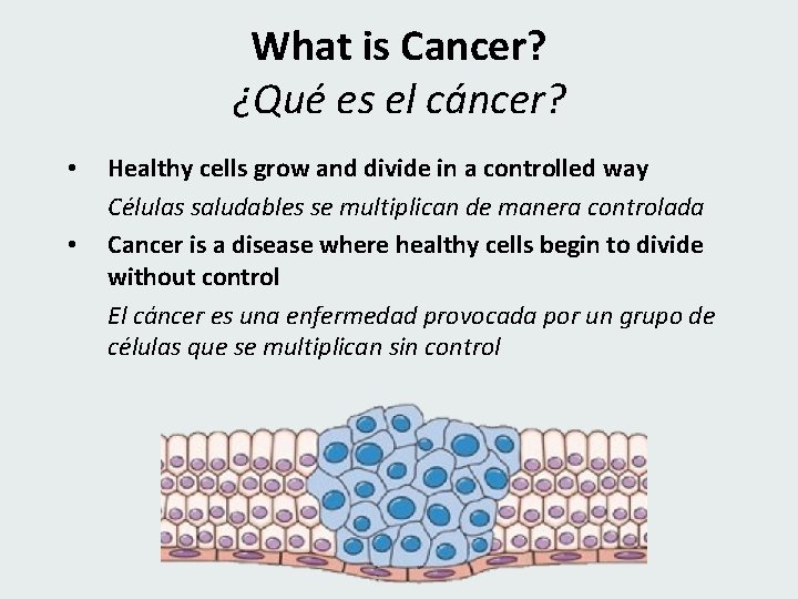 What is Cancer? ¿Qué es el cáncer? • • Healthy cells grow and divide