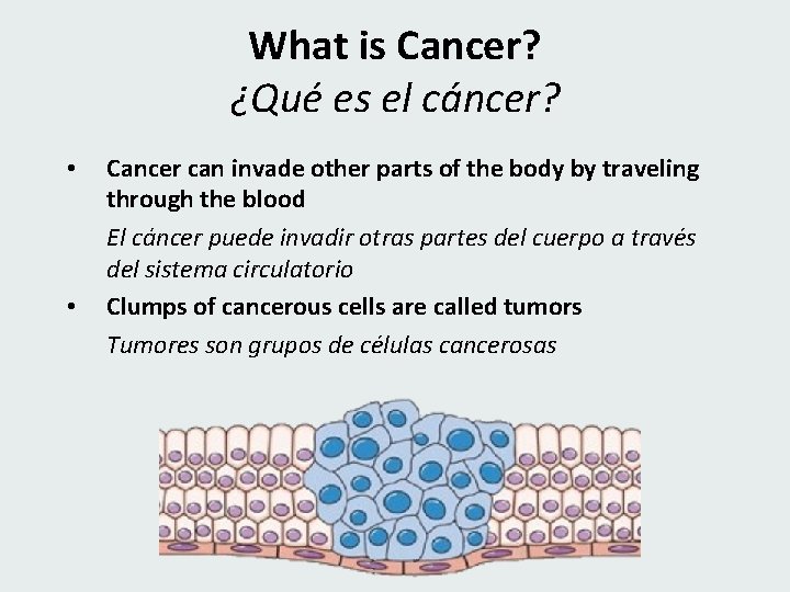 What is Cancer? ¿Qué es el cáncer? • • Cancer can invade other parts