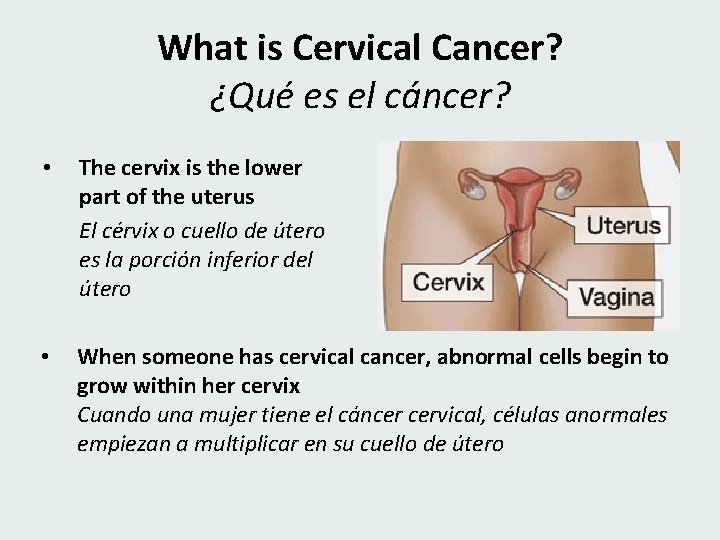 What is Cervical Cancer? ¿Qué es el cáncer? • The cervix is the lower