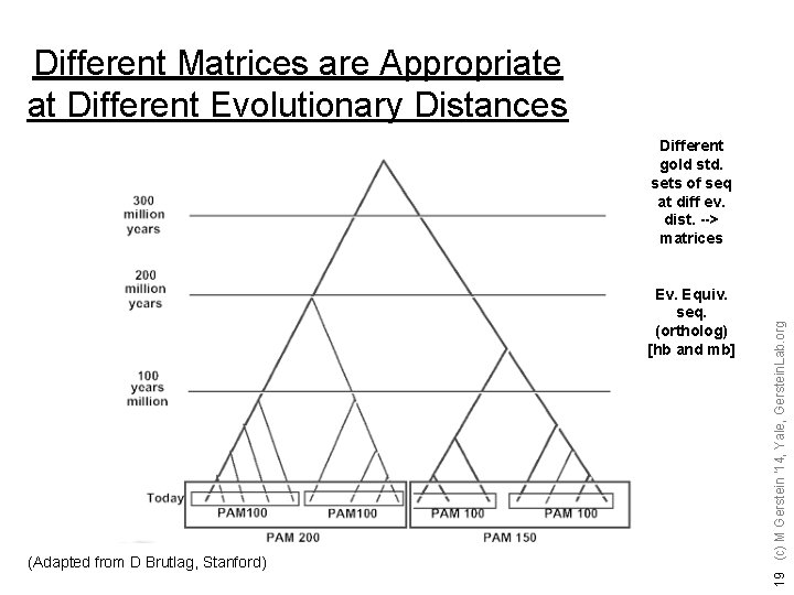 Different Matrices are Appropriate at Different Evolutionary Distances Ev. Equiv. seq. (ortholog) [hb and