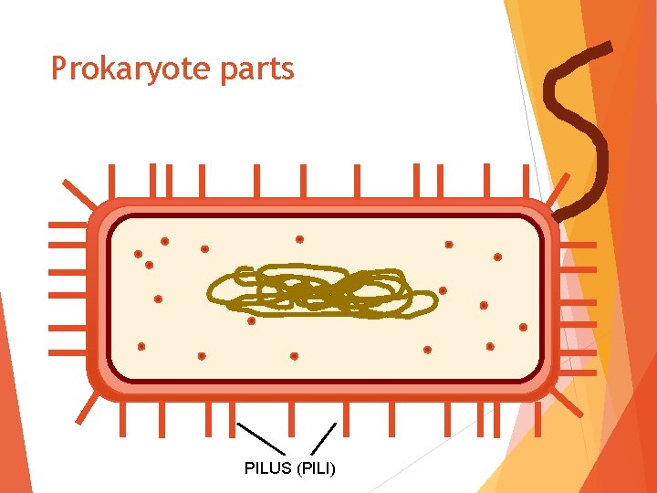 Prokaryote parts PILUS (PILI) 