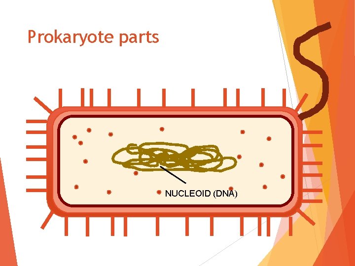 Prokaryote parts NUCLEOID (DNA) 