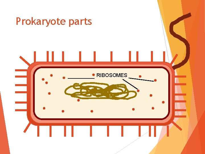 Prokaryote parts RIBOSOMES 