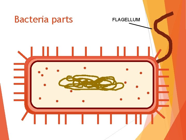 Bacteria parts FLAGELLUM 