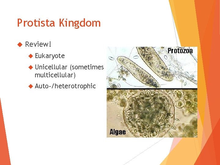 Protista Kingdom Review! Eukaryote Unicellular (sometimes multicellular) Auto-/heterotrophic 