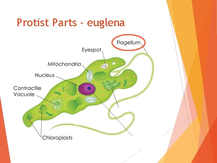 Protist Parts - euglena 