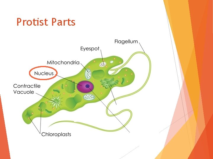 Protist Parts 