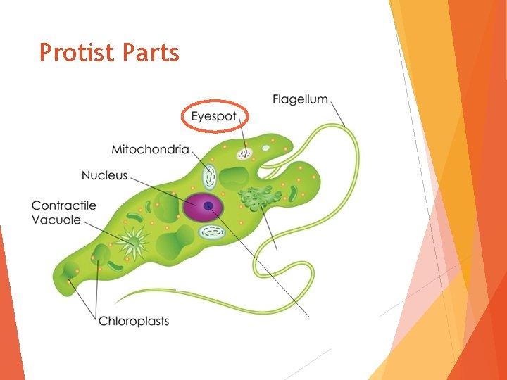 Protist Parts 