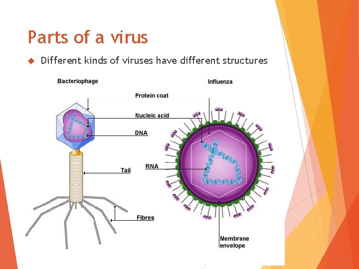 Parts of a virus Different kinds of viruses have different structures 