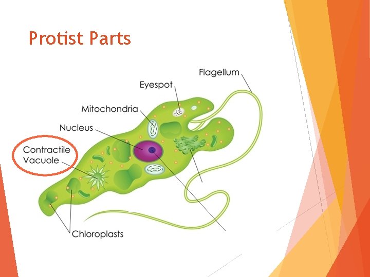 Protist Parts 
