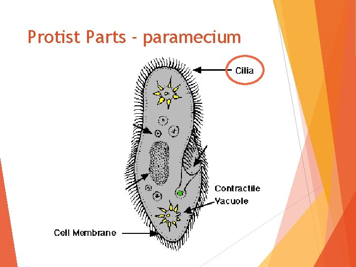 Protist Parts - paramecium 