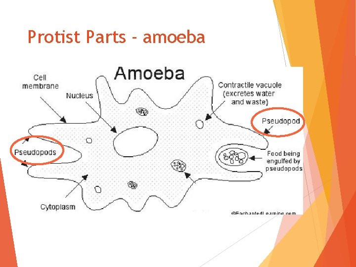 Protist Parts - amoeba 