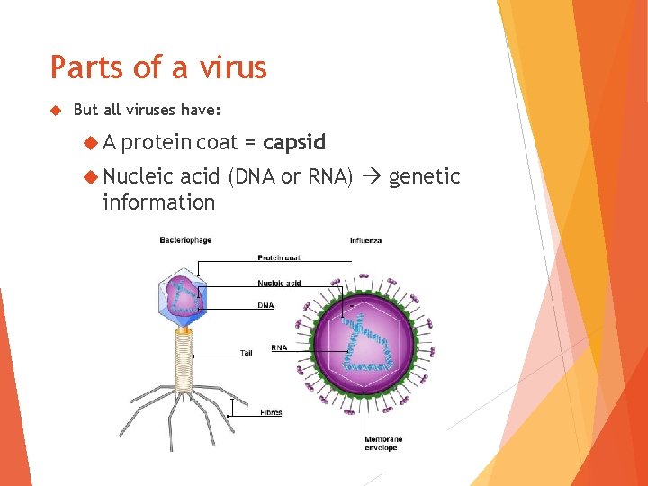 Parts of a virus But all viruses have: A protein coat = capsid Nucleic