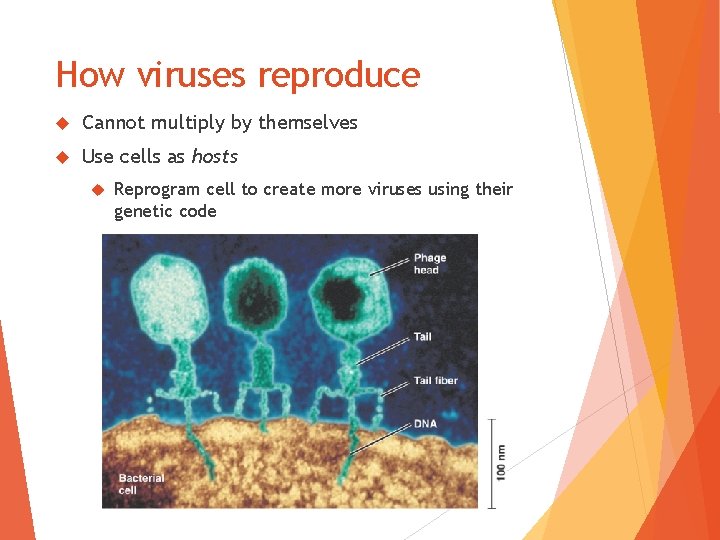 How viruses reproduce Cannot multiply by themselves Use cells as hosts Reprogram cell to