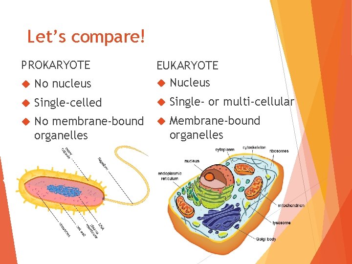 Let’s compare! PROKARYOTE No nucleus EUKARYOTE Nucleus Single-celled Single- or multi-cellular No membrane-bound organelles