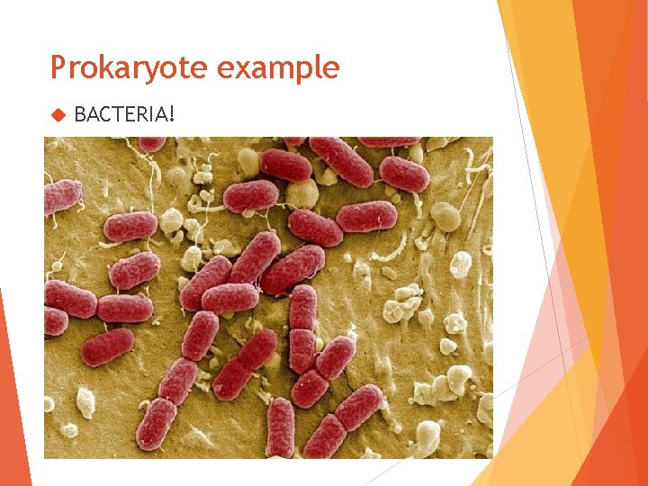Prokaryote example BACTERIA! 