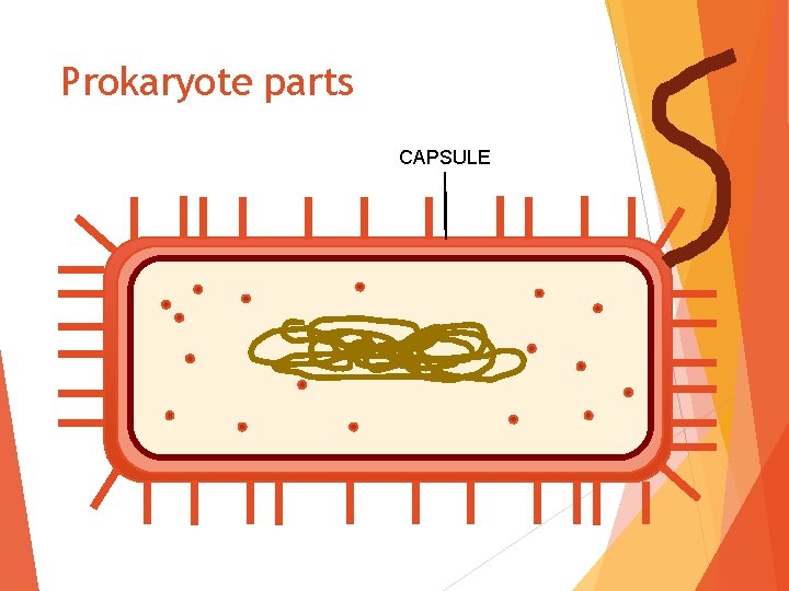 Prokaryote parts CAPSULE 