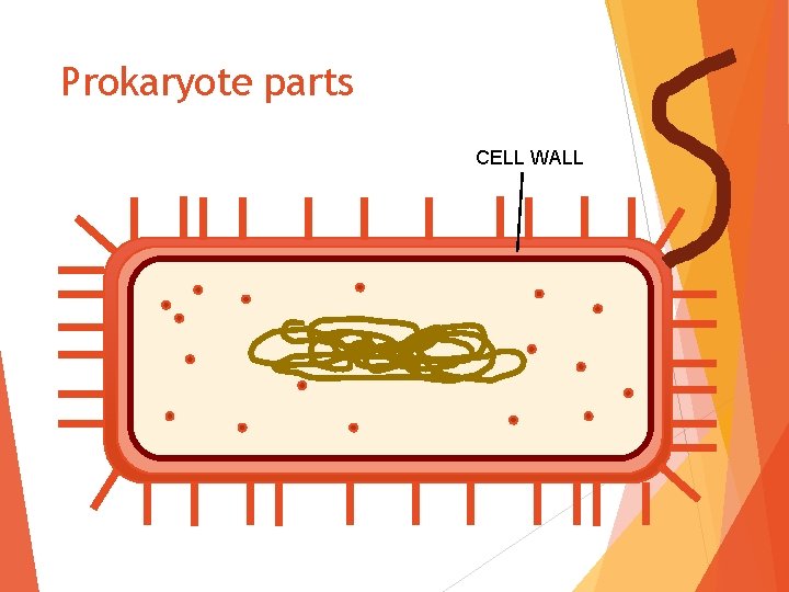 Prokaryote parts CELL WALL 
