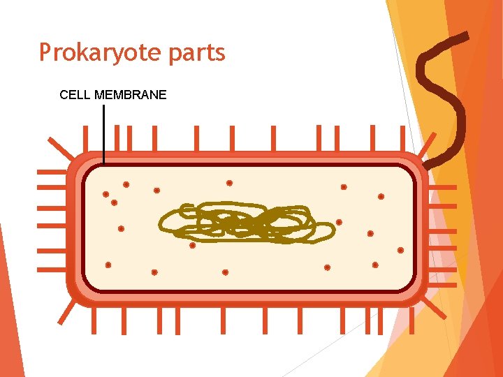 Prokaryote parts CELL MEMBRANE 