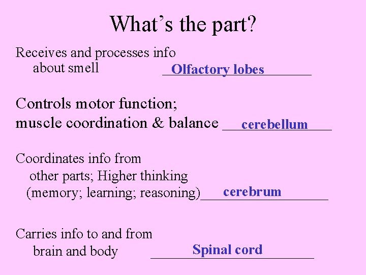 What’s the part? Receives and processes info about smell ___________ Olfactory lobes Controls motor