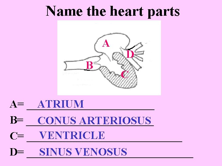 Name the heart parts A B D C A= ____________ ATRIUM B= ____________ CONUS