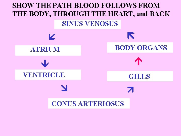 SHOW THE PATH BLOOD FOLLOWS FROM THE BODY, THROUGH THE HEART, and BACK SINUS